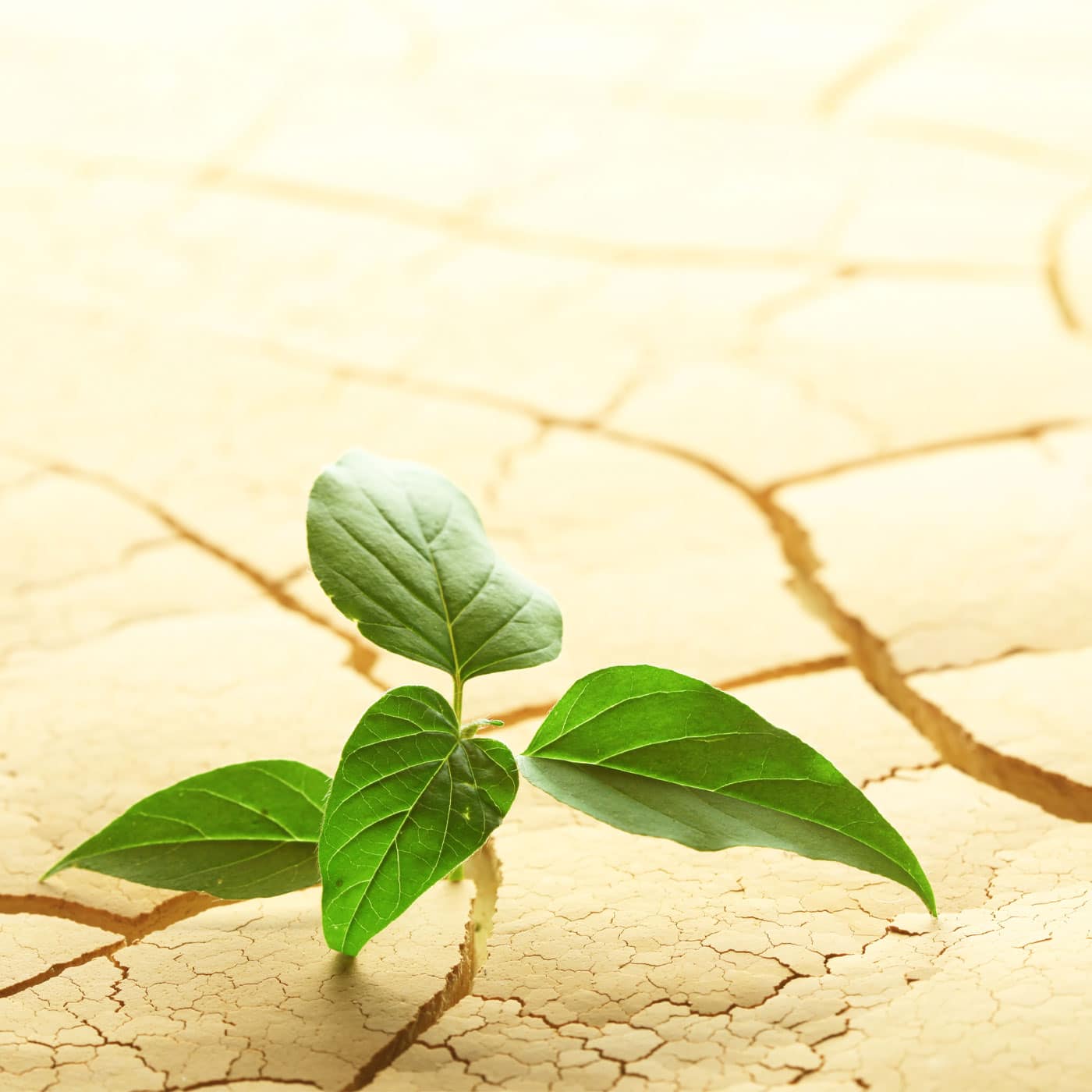 Post Traumatic Growth Post Traumatic Growth