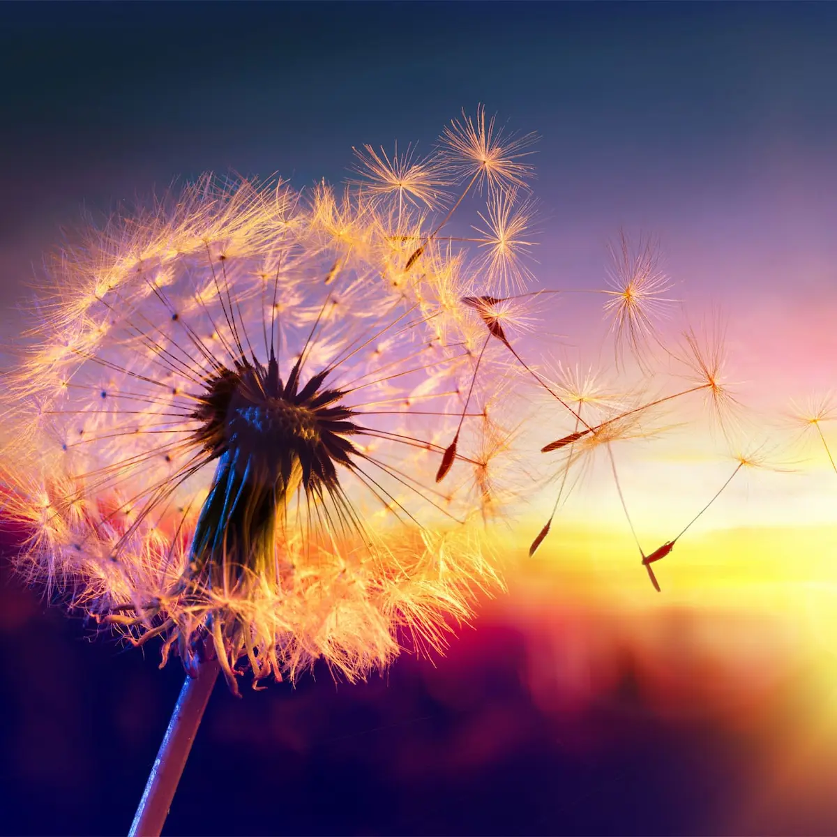 Close-up of a glowing dandelion releasing seeds into a colorful sunset sky, symbolizing hope and new possibilities